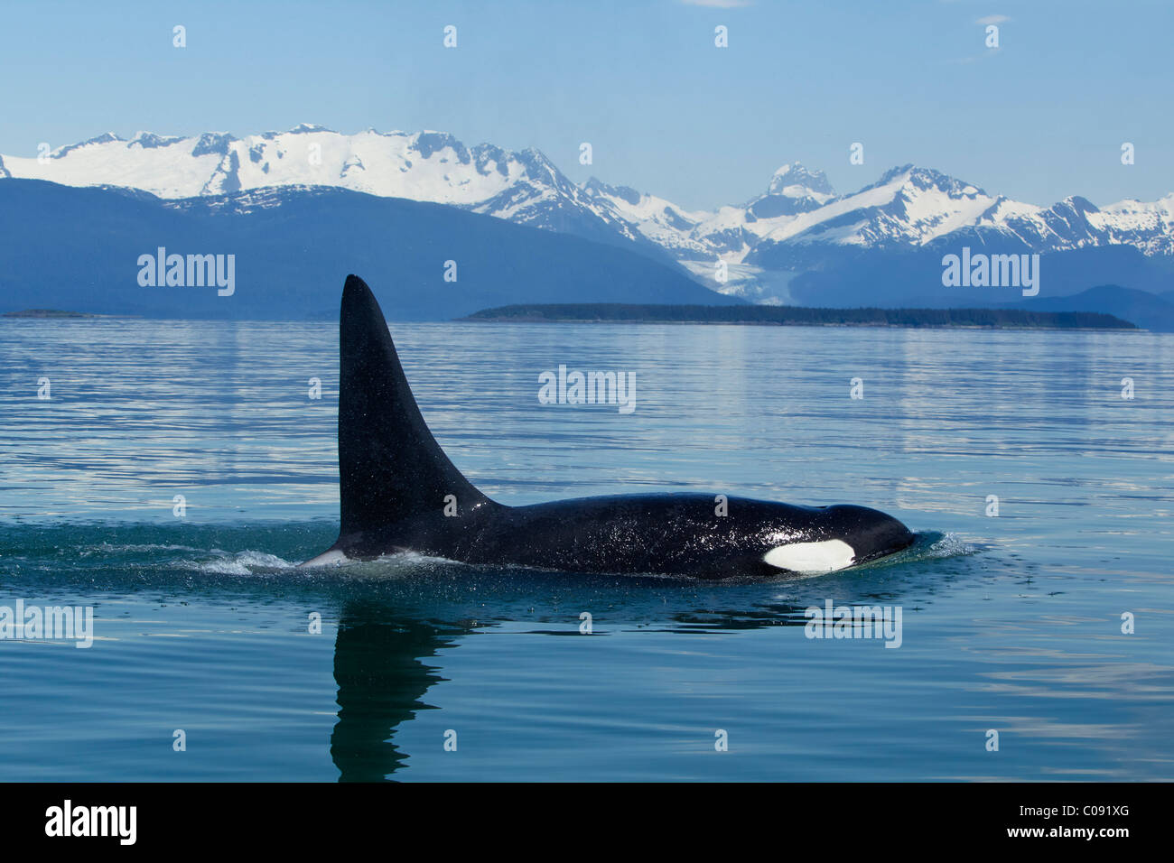 La Orca macho adulto en superficies en las tranquilas aguas del Canal de Lynn, dentro del pasaje, Tongass National Foest, Alaska Foto de stock