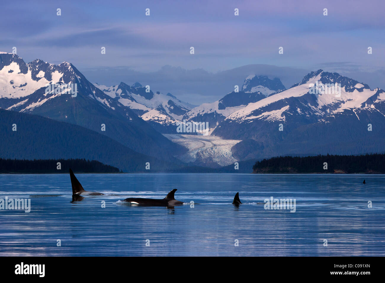 Orcas en la superficie de las tranquilas aguas del Canal de Lynn con Herbert glaciar en el fondo, el pasaje interior de Alaska. Composite Foto de stock