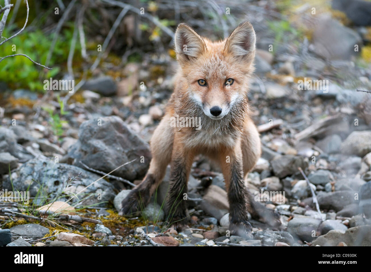 Kit de Red Fox está en terreno rocoso en el Parque Nacional Denali y preservar, interior de Alaska, el verano Foto de stock