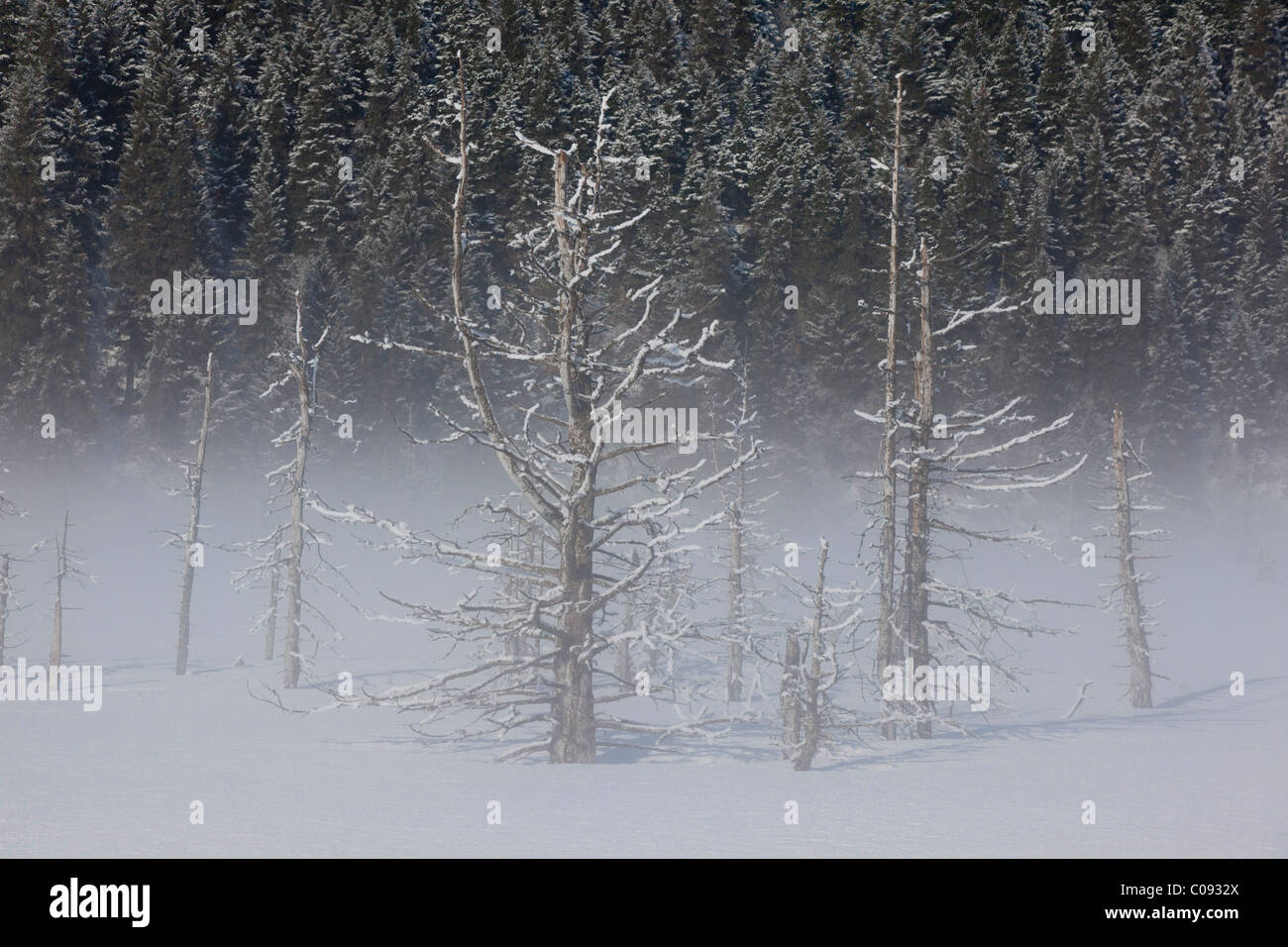 Vista de agua salada hoarfrosted mató árboles en una mañana de niebla a lo largo de la carretera de Seward cerca de Portage, Southcentral Alaska, Invierno Foto de stock