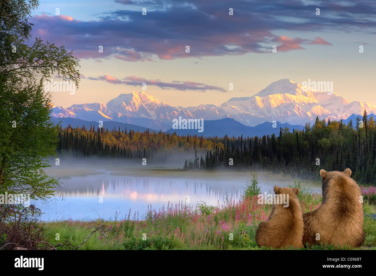 Siembre y un cachorro de oso pardo mirando a través de pequeño lago y visualización de Mt. McKinley al amanecer, SouthCentral Alaska, Otoño, compuesto Foto de stock