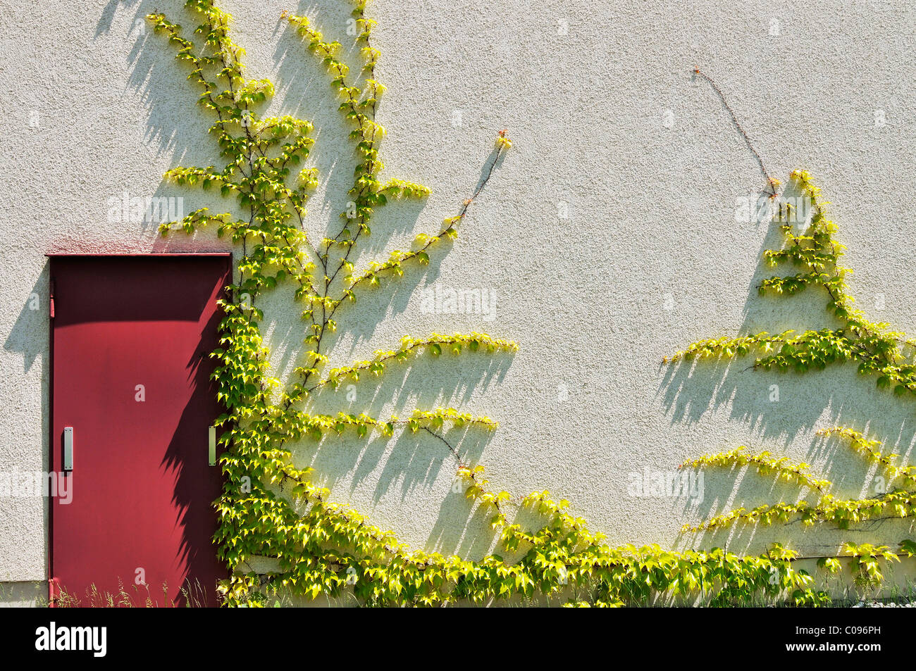 Reductor japonés, Boston ivy, Uva, Ivy, Ivy, japoneses y woodbine (Parthenocissus tricuspidata) en una pared de la casa, Munich Foto de stock