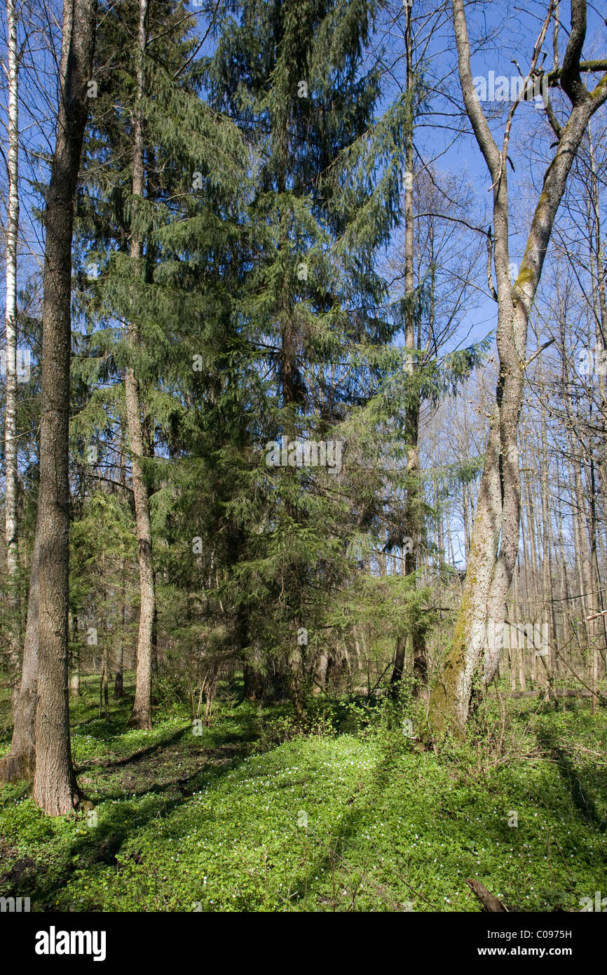 Bosque Ribereño en primavera con algunos viejos abetos en primer plano y rodal joven y cielo azul en segundo plano. Foto de stock