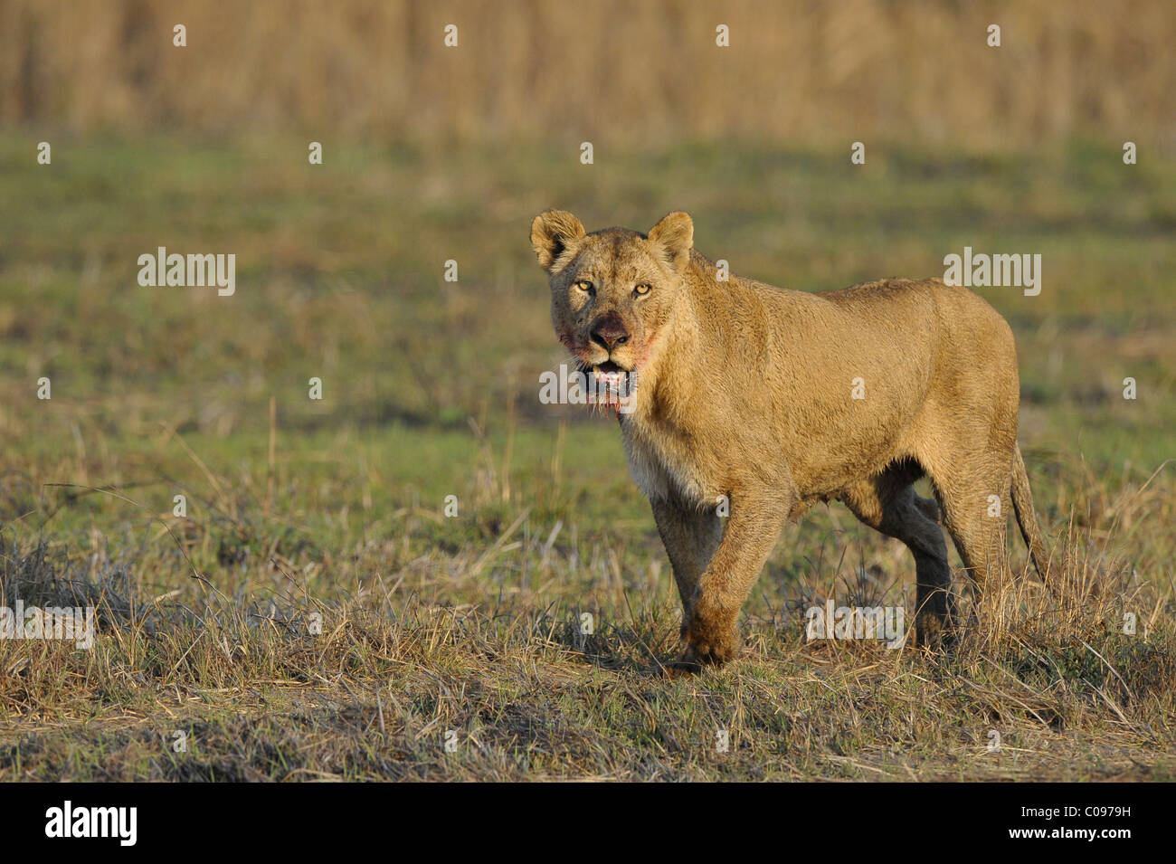 León después de la caza. Un retrato de un león con una boca manchada de sangre. Foto de stock