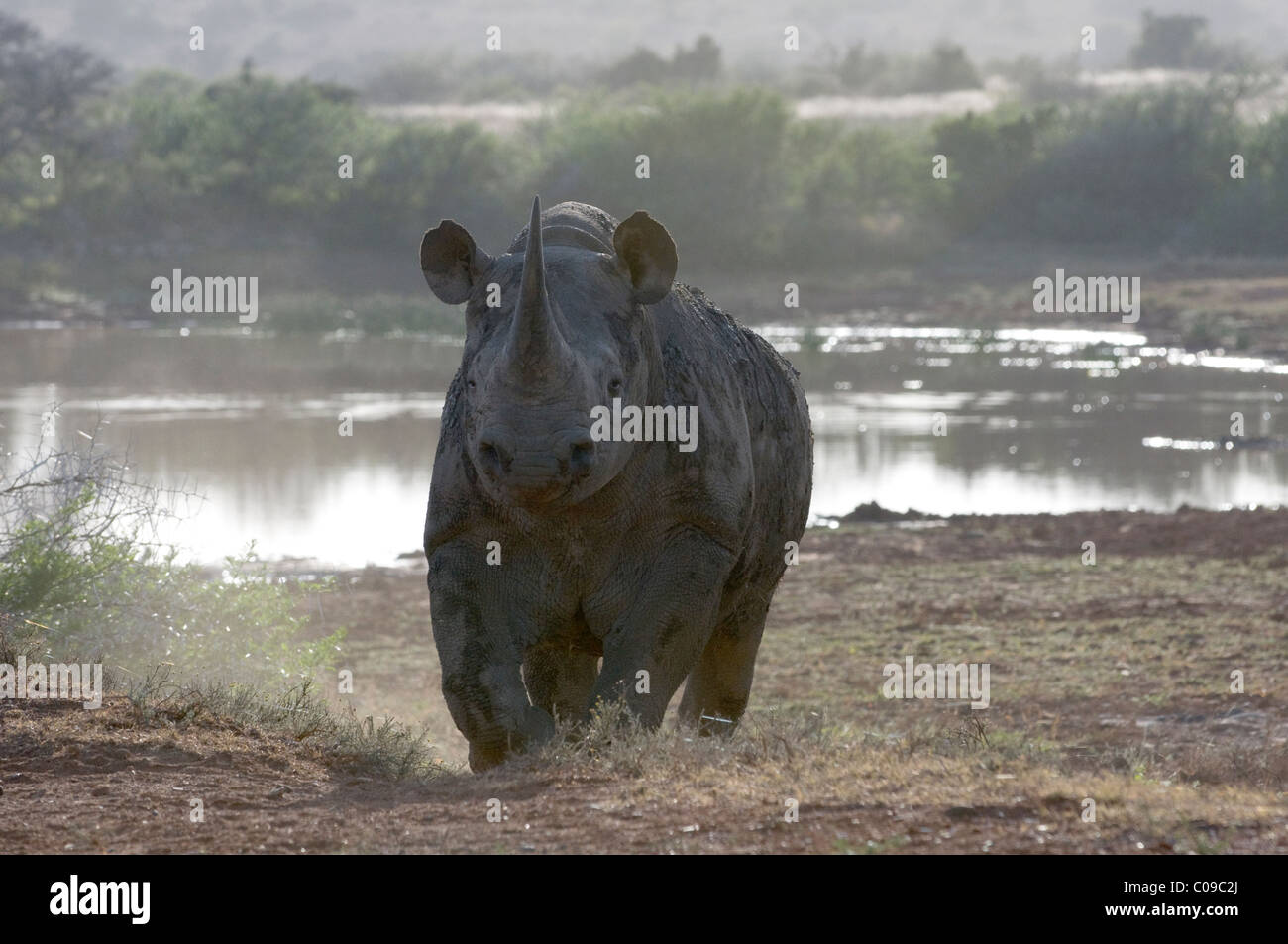 El rinoceronte negro, Kwandwe Game Reserve, Eastern Cape, Sudáfrica Foto de stock