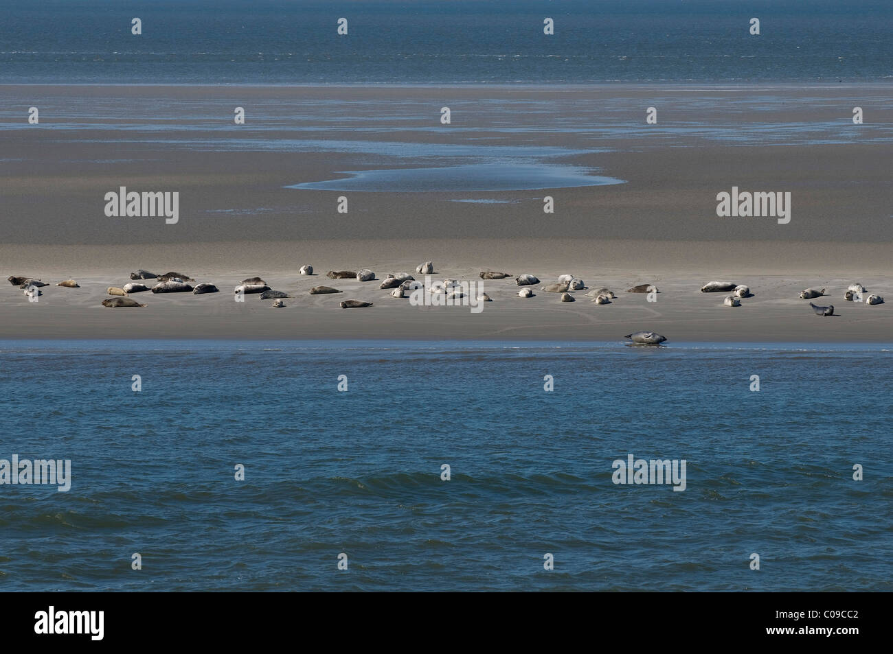 Juntas (Phoca vitulina descanso) en los bancos de arena en el Mar de Wadden, Mar del Norte, sitio del Patrimonio Mundial de la UNESCO, el Parque Nacional del Mar de Wadden Foto de stock
