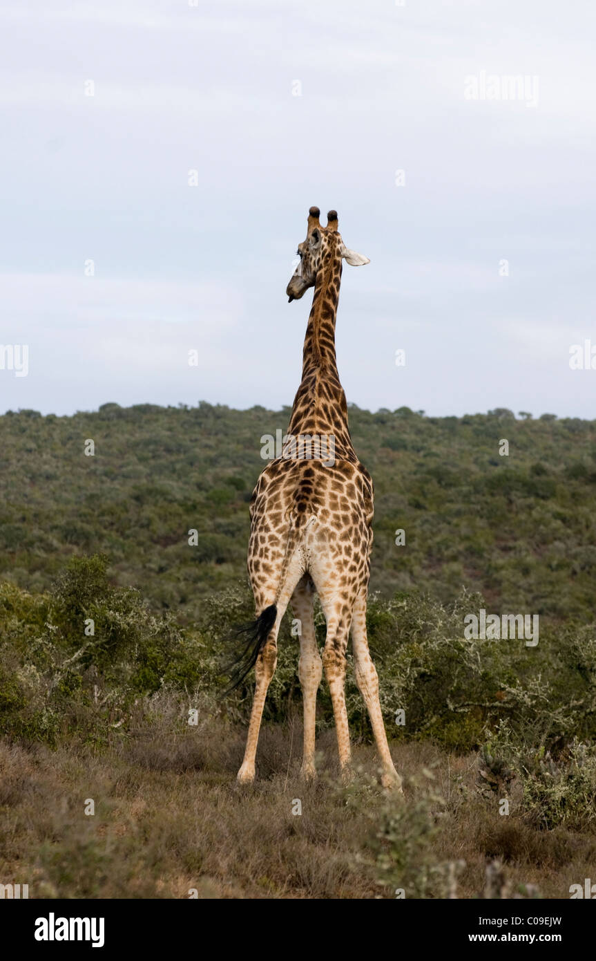 Jirafa, Kwandwe Game Reserve, Eastern Cape, Sudáfrica Foto de stock