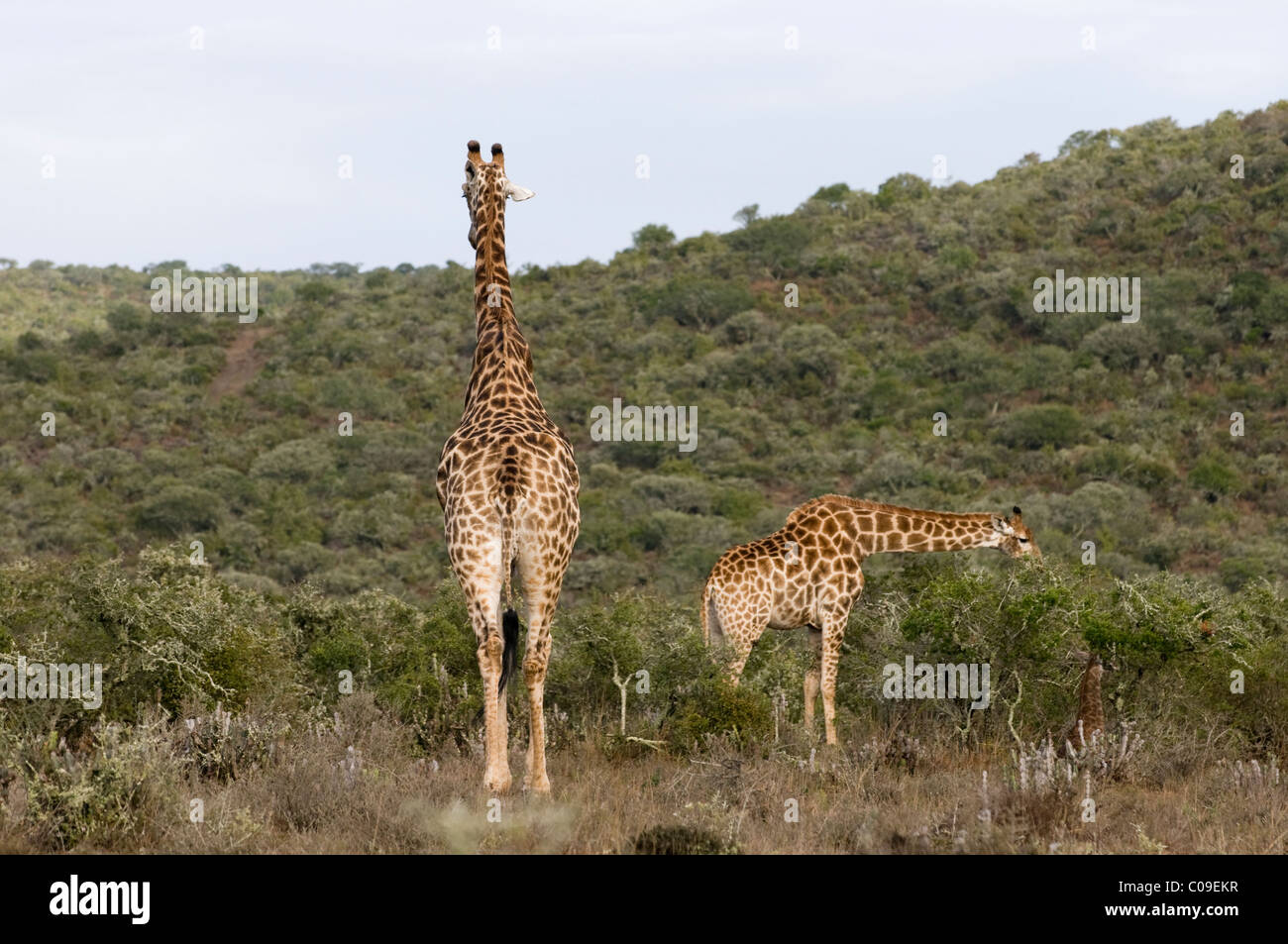 Jirafas, Kwandwe Game Reserve, Eastern Cape, Sudáfrica Foto de stock