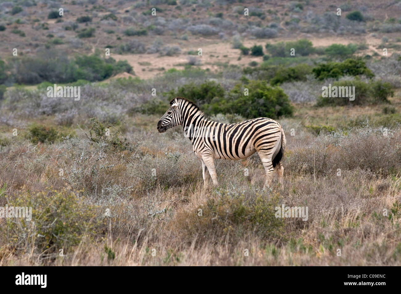 Kwandwe Zebra, Reserva de Caza, Eastern Cape, Sudáfrica Foto de stock