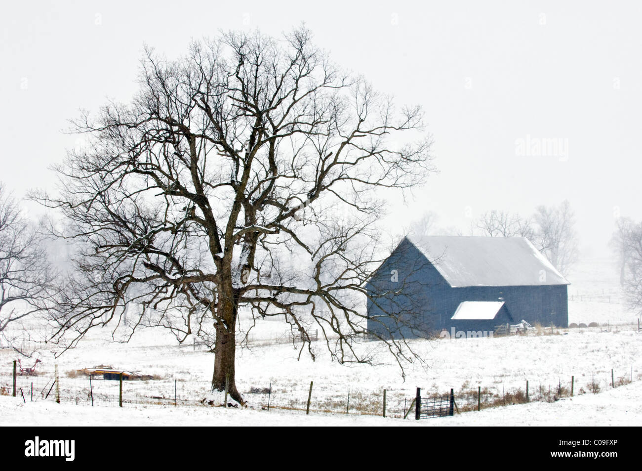 Granero negro, Árbol y valla con manto de nieve nueva en Woodford County, Kentucky Foto de stock