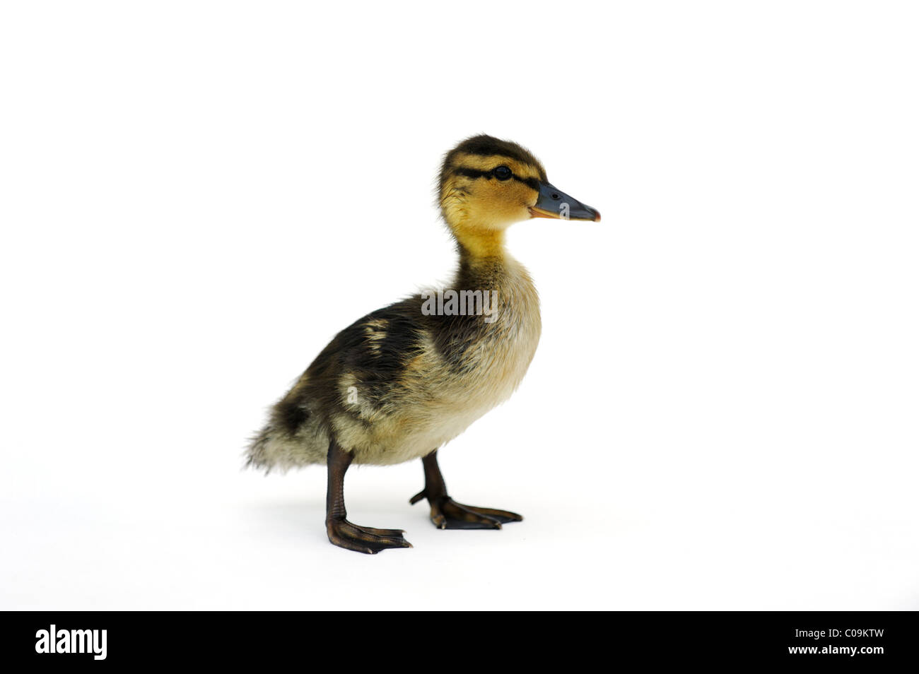 Los jóvenes pato salvaje, el patito, el ánade real (Anas plathyrhynochos) Foto de stock