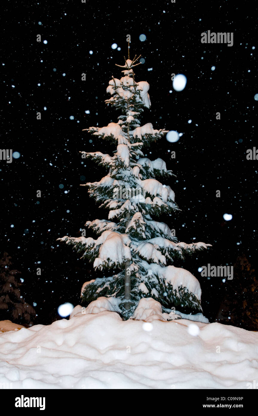Abeto cubierto de nieve con copos de nieve en la noche Foto de stock