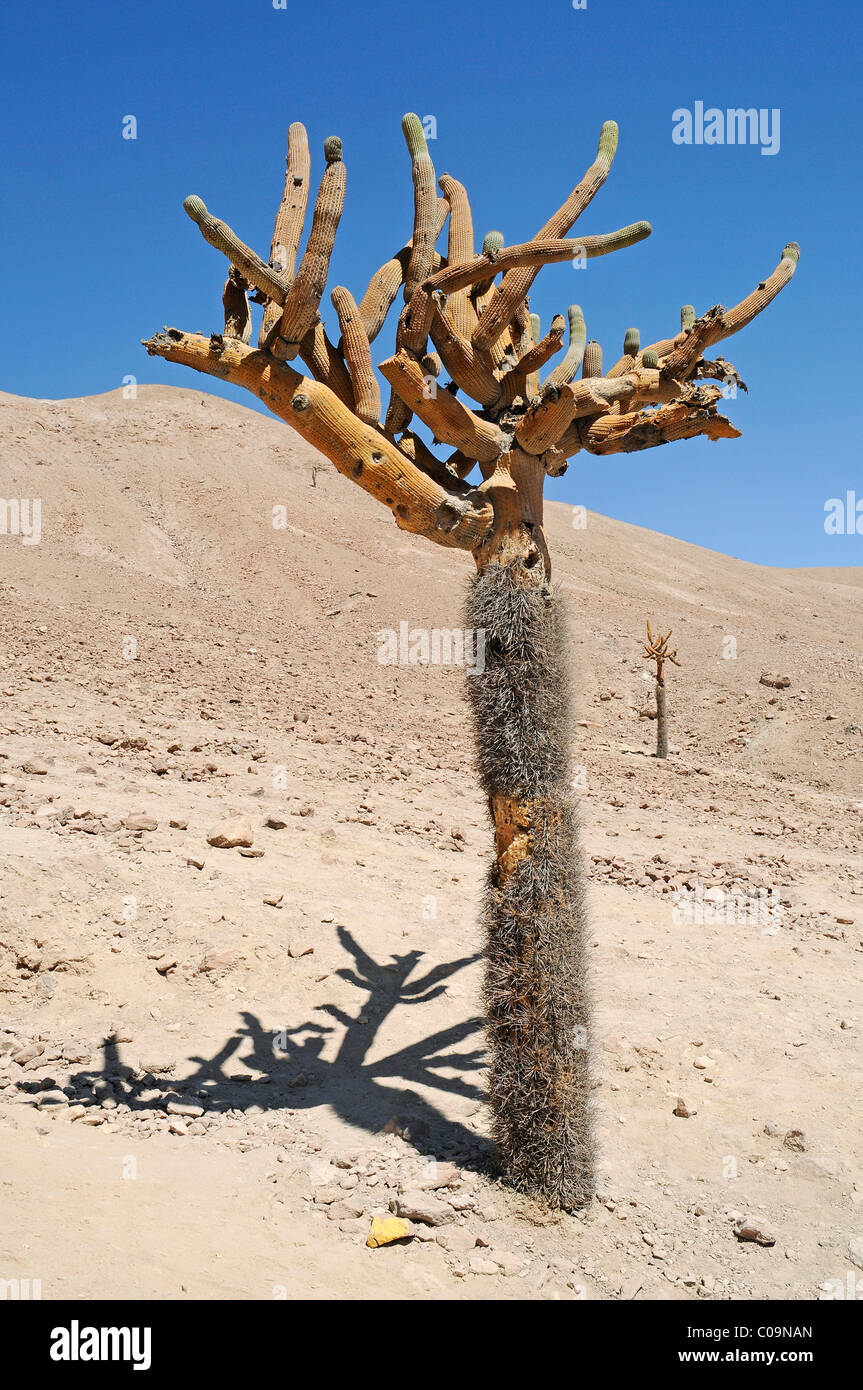 Cactus candelabro, el desierto de Atacama, el desierto montañas, Arica,  norte grande, norte de Chile, Chile, Sudamérica Fotografía de stock - Alamy