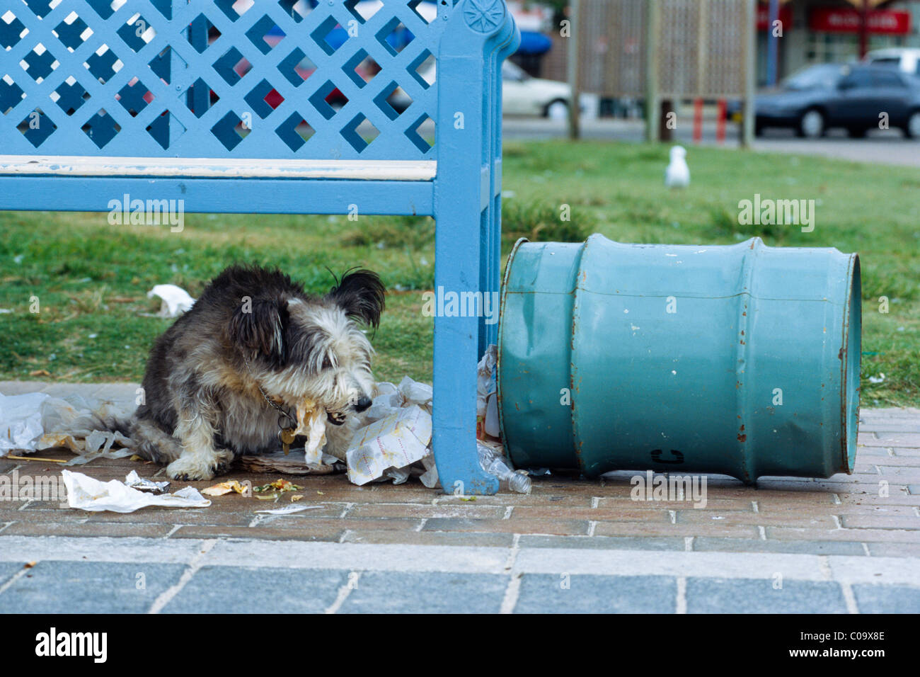 Perro de comer los restos de comida de la basura, Sydney, New South Wales, Australia Foto de stock
