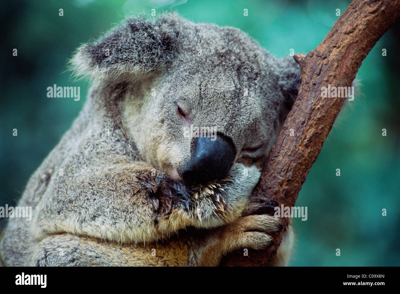 El Koala (Phascolarctos cinereus) dormir sobre una rama, Nueva Gales del Sur, Australia Foto de stock
