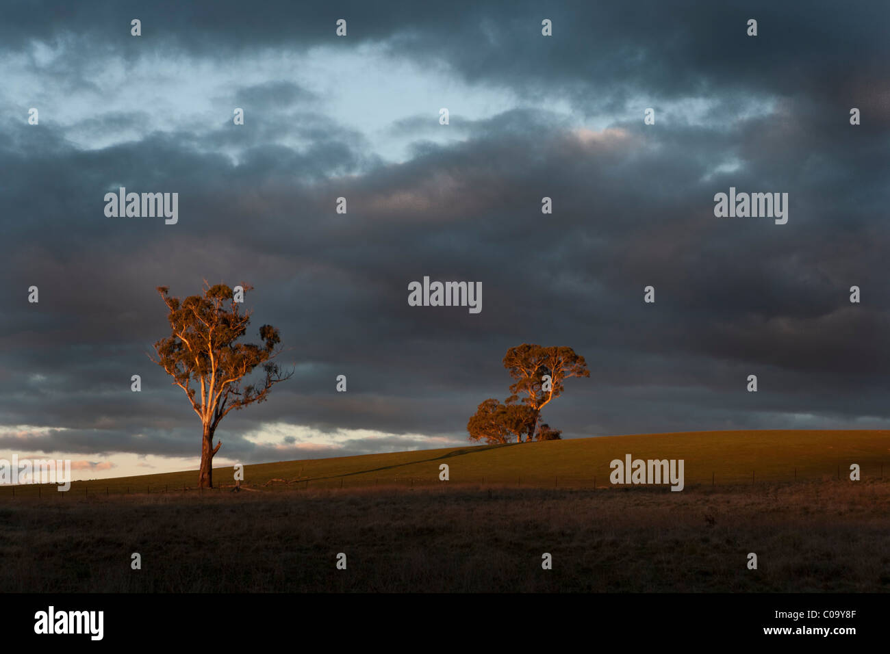 Dos árboles de eucalipto distante chicle al atardecer con nubes oscuras. Una imagen icónica de Australia. En el sur de Nueva Gales del Sur, Australia Foto de stock