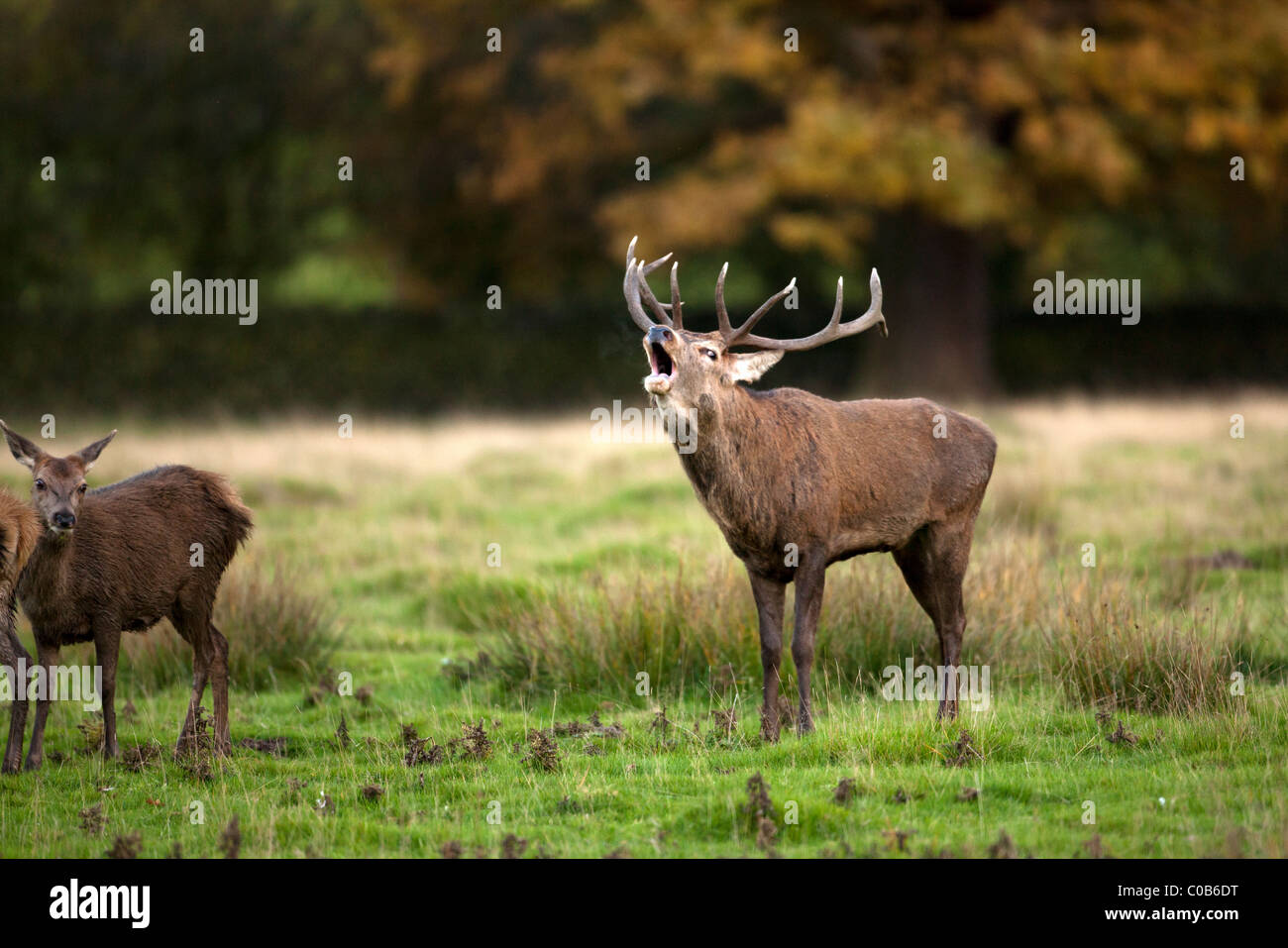 Red Deer, Cervus elaphus. Bradgate Park, Newton Linford, Leicestershire. UK Foto de stock