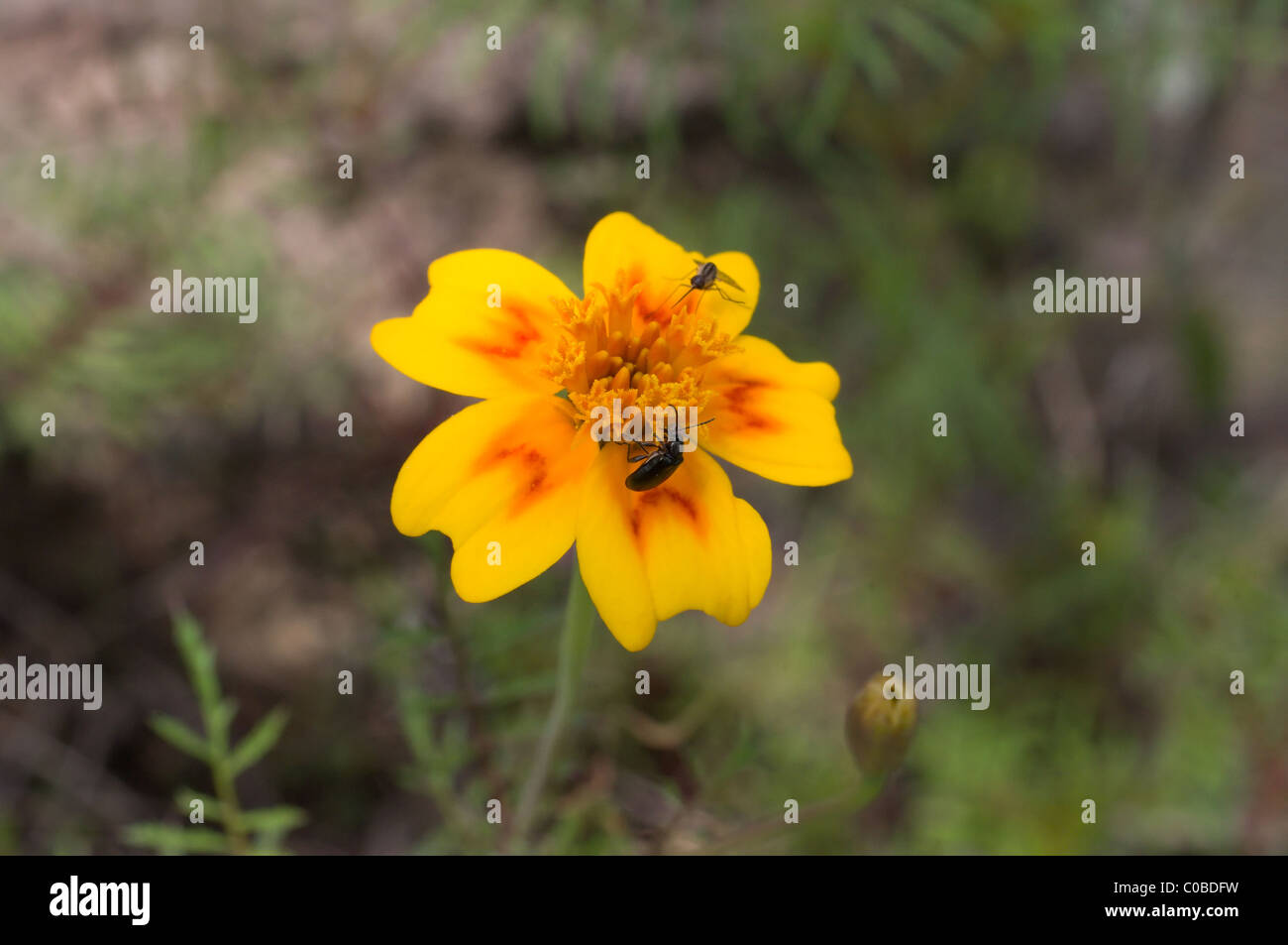 Flor de muerto fotografías e imágenes de alta resolución - Alamy