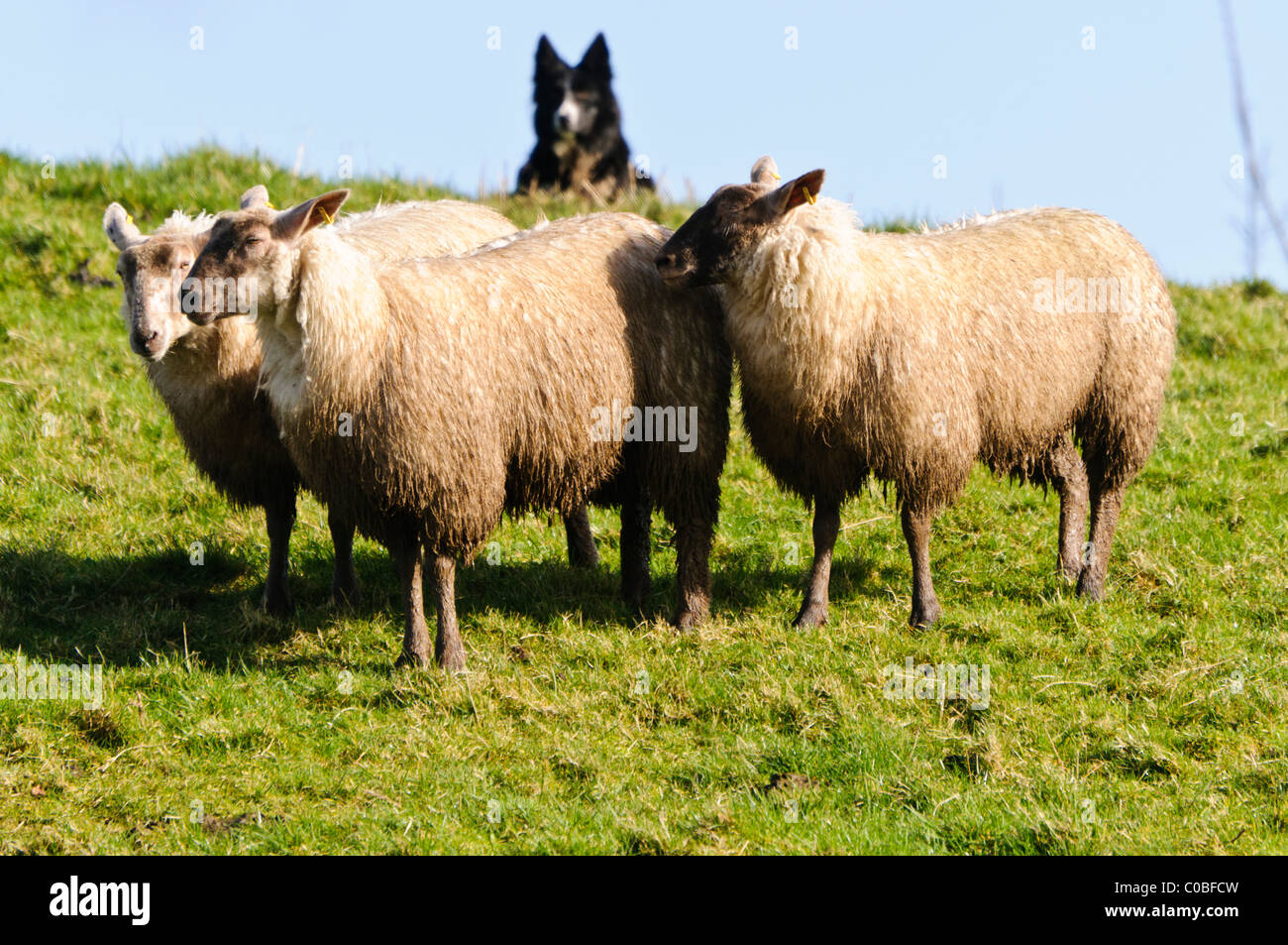 Collie ovejero redondeando un pequeño número de ovejas Foto de stock