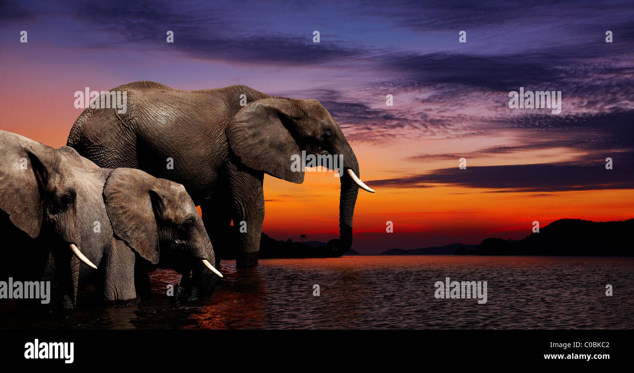 Los elefantes en el riego en la sabana africana Foto de stock