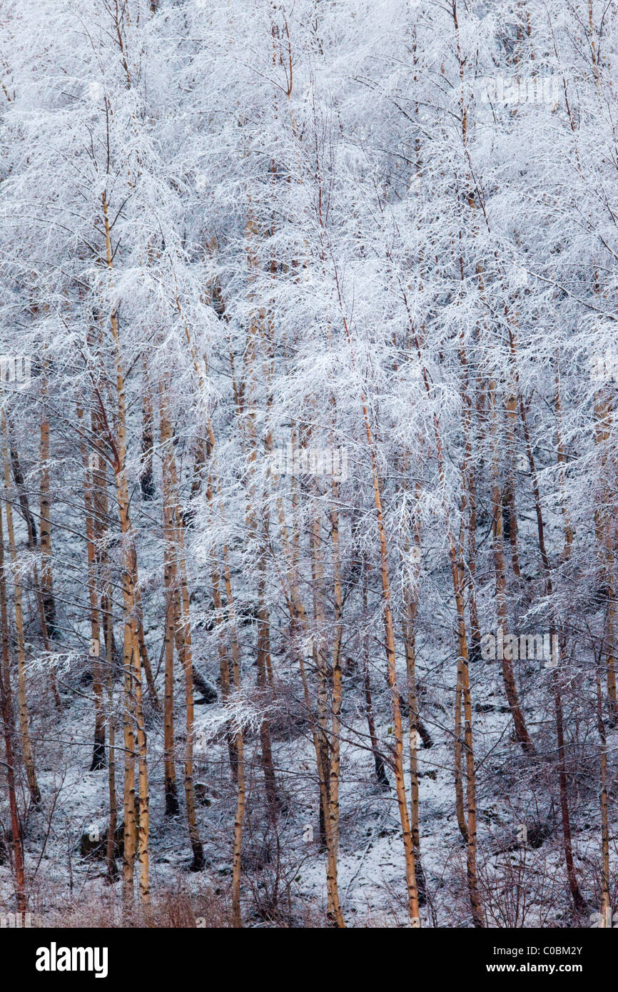 Abedul; Betula pendula; cubierta de nieve; Noruega Foto de stock