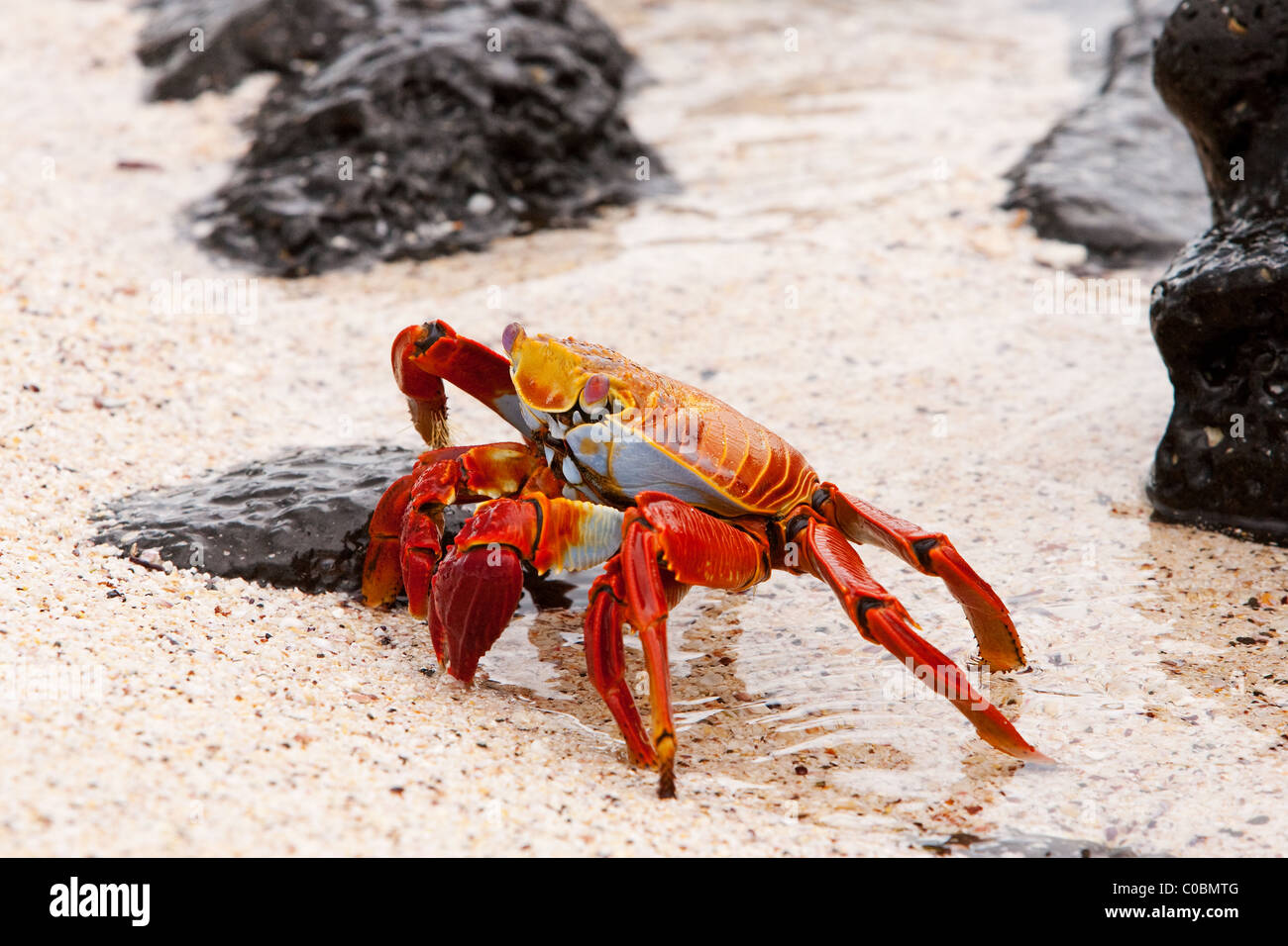 Pacifico cangrejo de roca fotografías e imágenes de alta resolución - Alamy