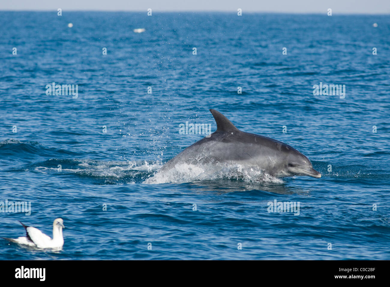 El delfín mular, Tursiops aduncus, natación en velocidad, wildcoast, Sudáfrica Foto de stock
