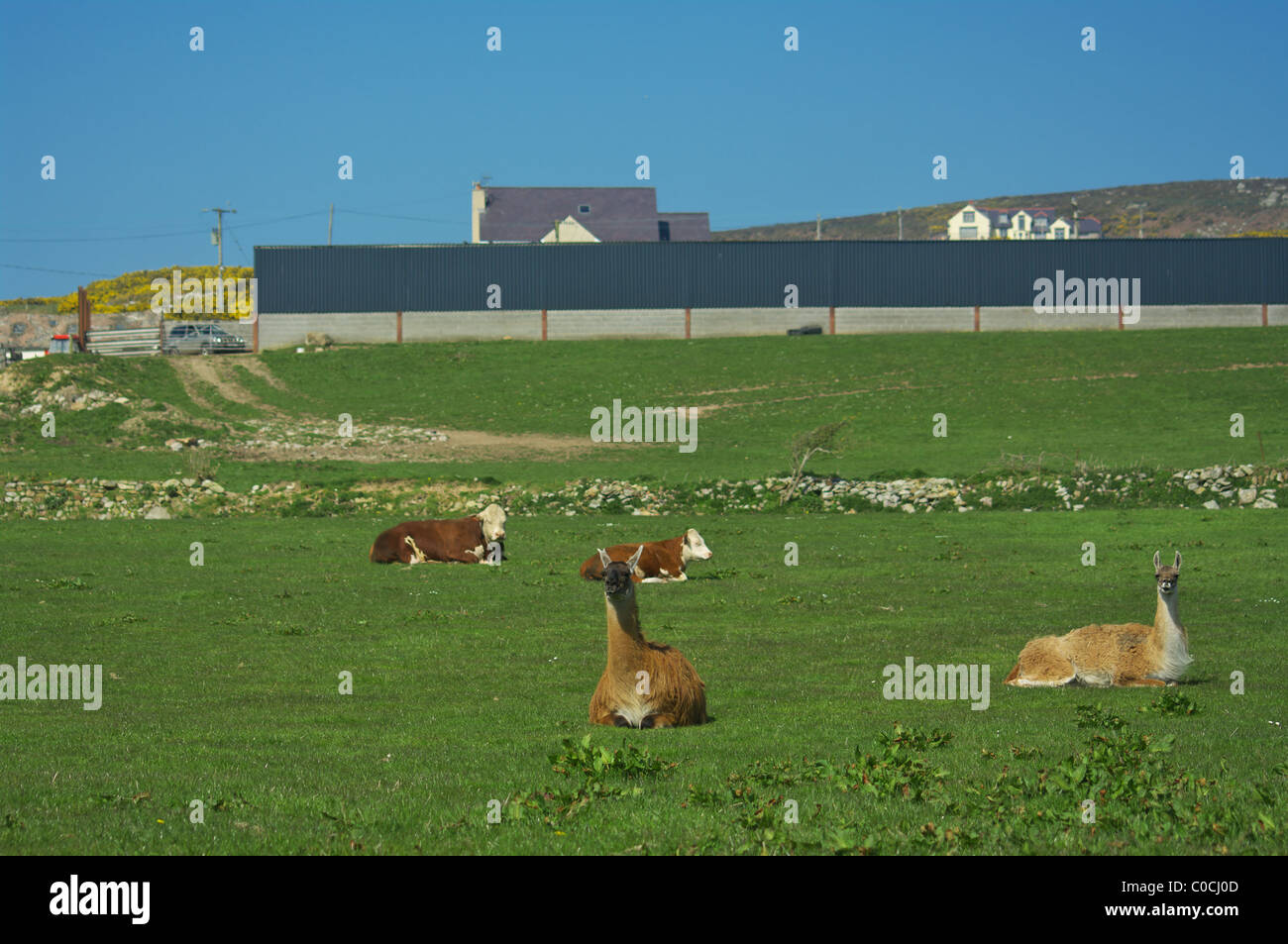 Granja de la isla de Anglesey Foto de stock