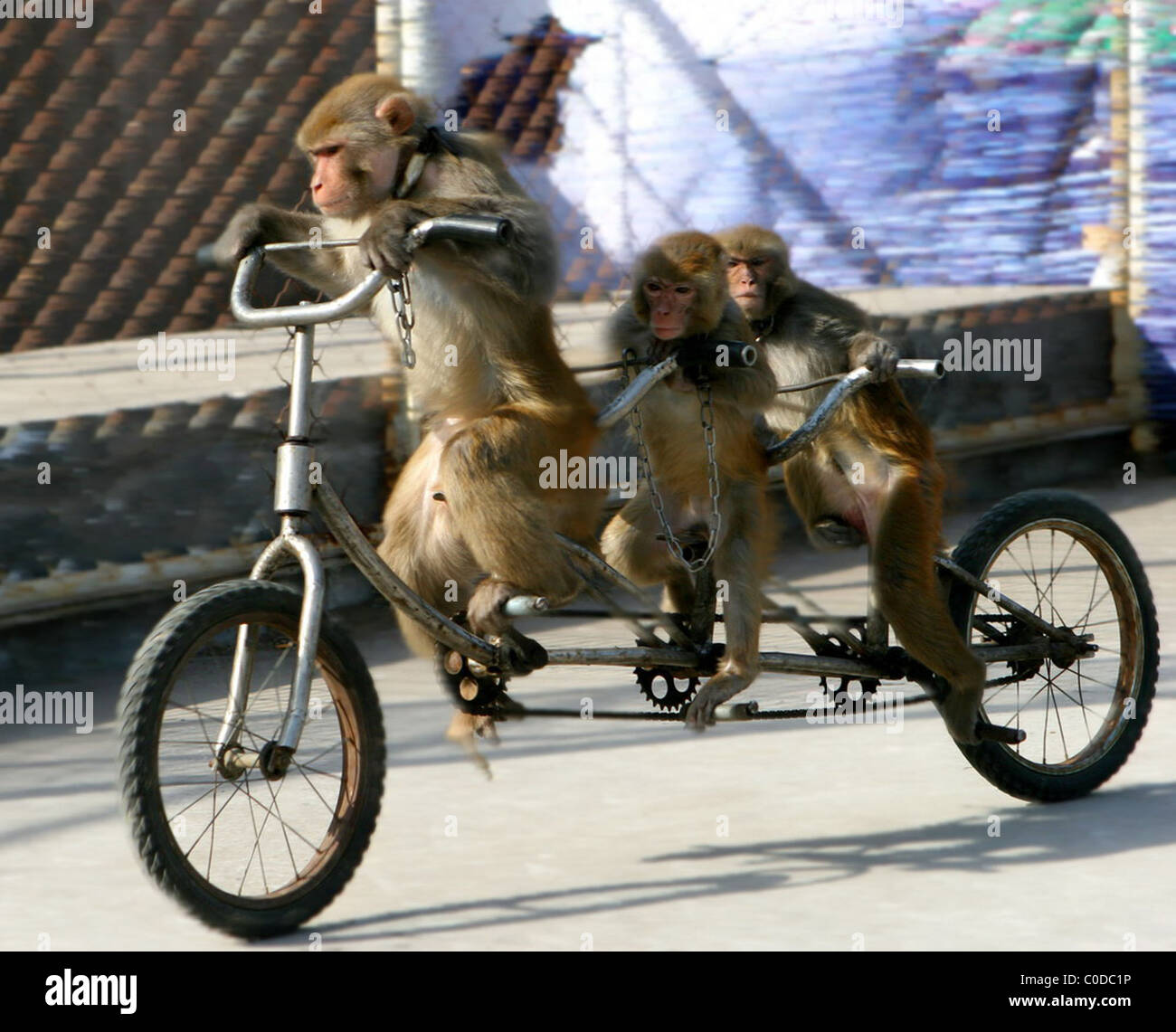 Realizar una pandilla de monos animales en el Parque de Vida Salvaje en  Beijing China son cruelmente obligados a realizar trucos como bicicleta  Fotografía de stock - Alamy