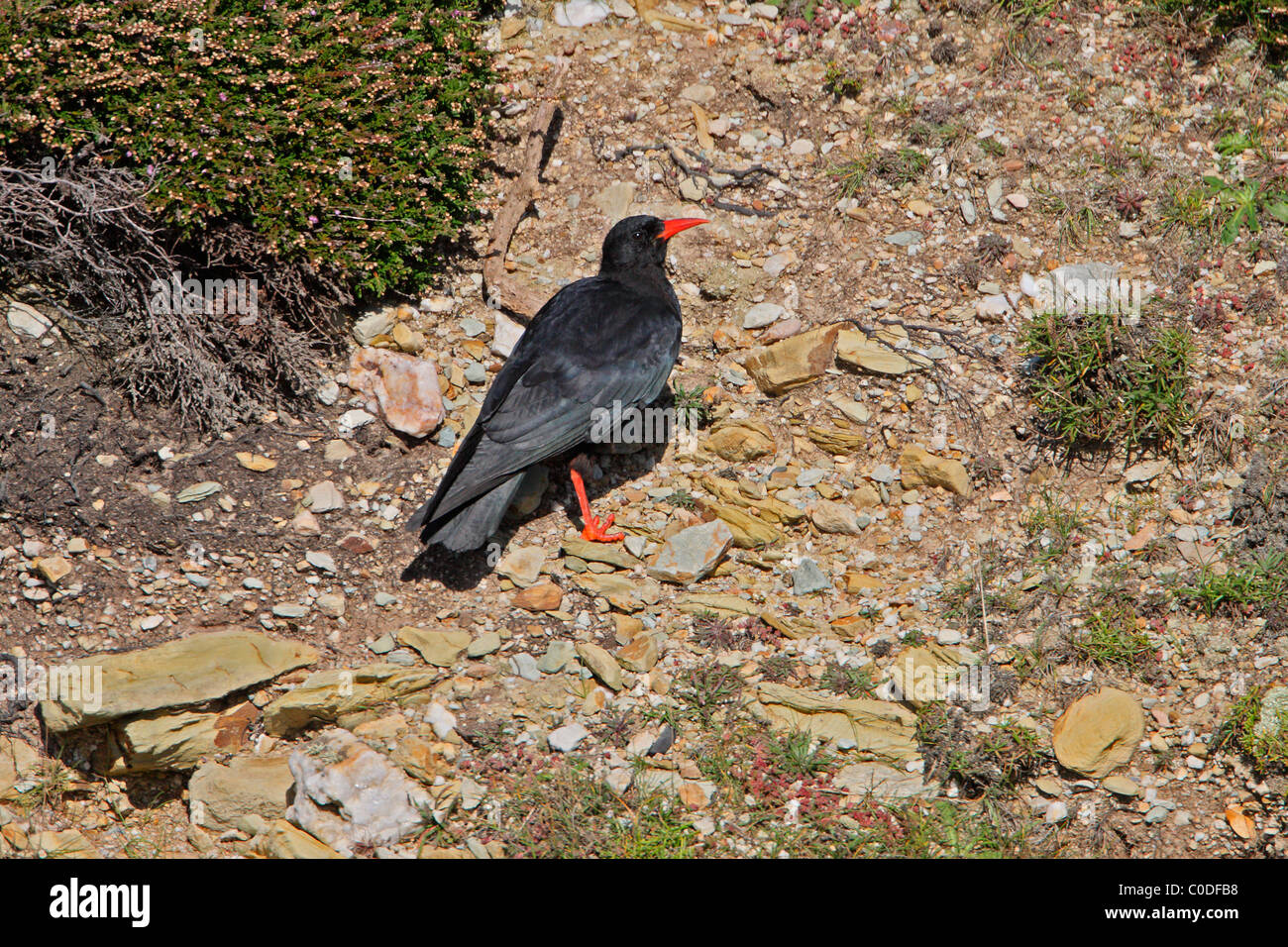 Chough (Pyrrhocorax pyrrhocorax) sobre un acantilado, al sur de la pila de reserva RSPB, Anglesey, Gales, Reino Unido, septiembre de 2009 Foto de stock