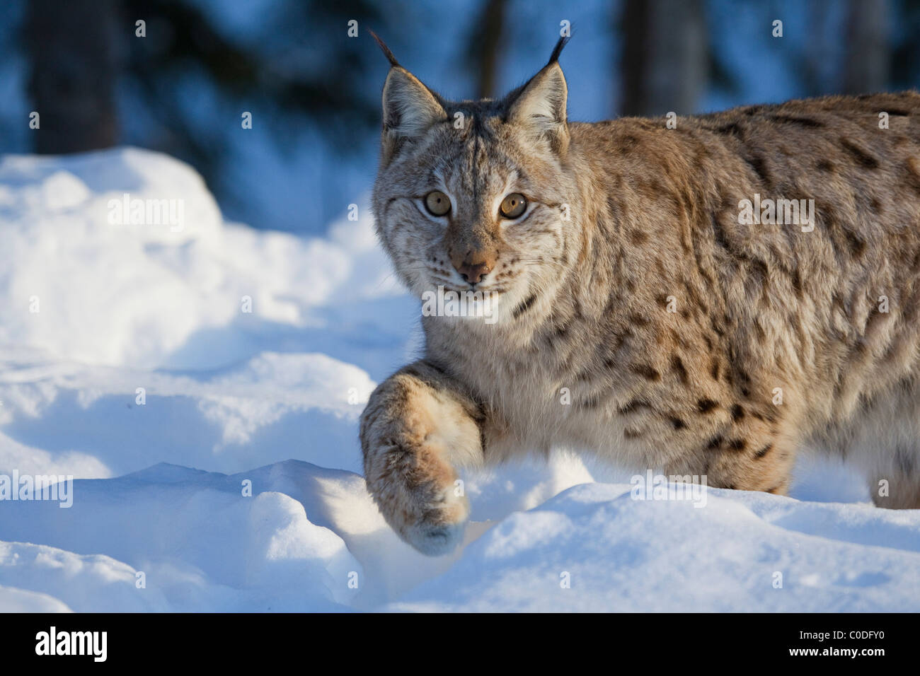 El lince eurásico (Lynx lynx) en la nieve en Noruega tomadas bajo condiciones controladas Foto de stock