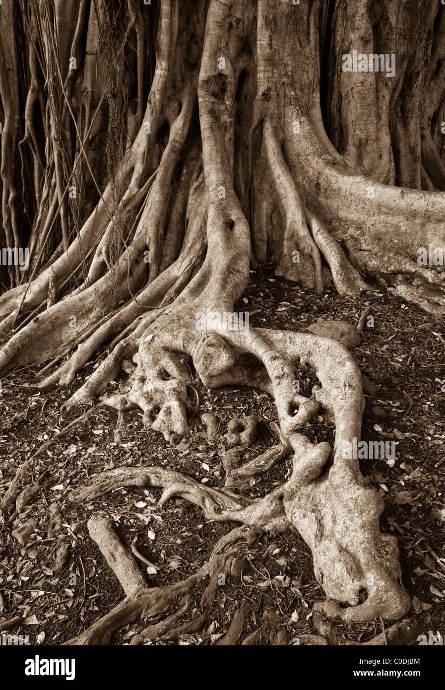Las raíces del árbol de Banyan, Pipiwai Trail, el Parque Nacional de Haleakala, Distrito Kipahulu Costa Hana, Maui, Hawaii. Foto de stock