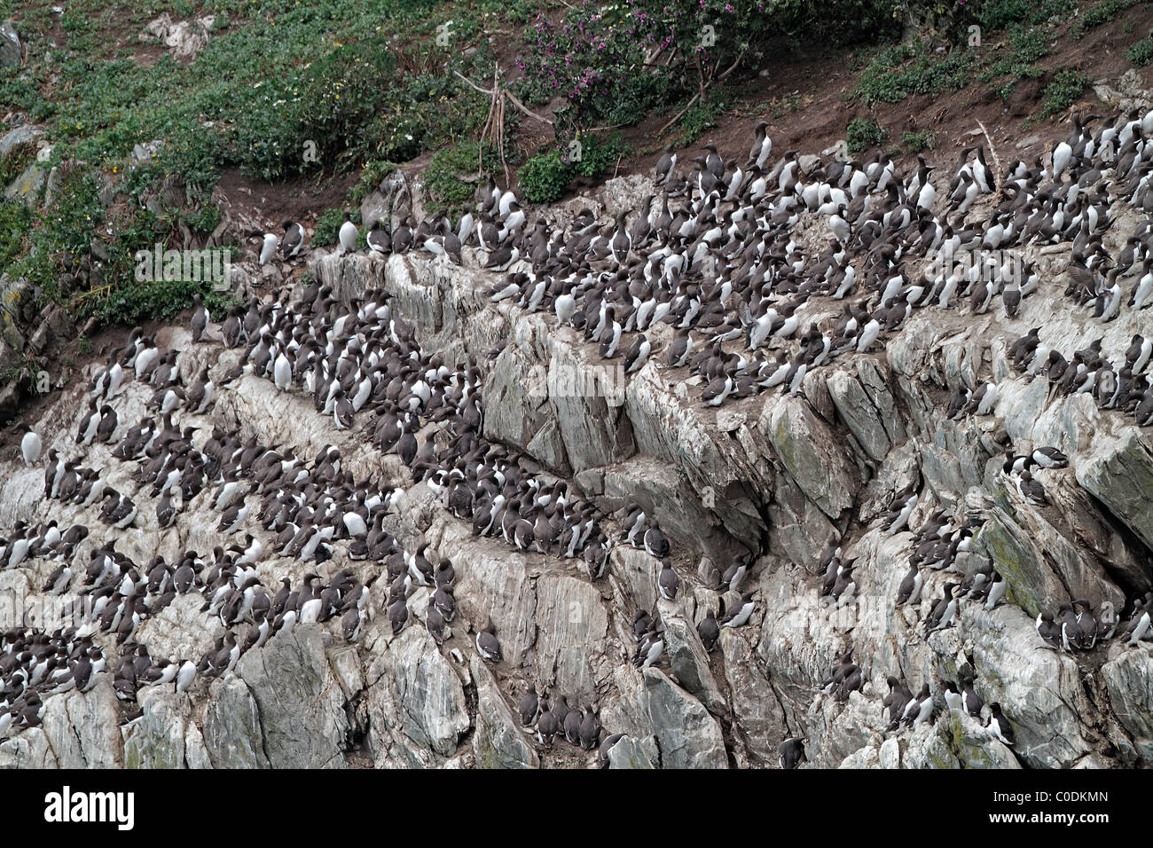 Guillemots (Uria aalge) sobre cría cliff, South Stack, Holyhead, Anglesey, Norte de Gales, Reino Unido, julio de 2010 Foto de stock