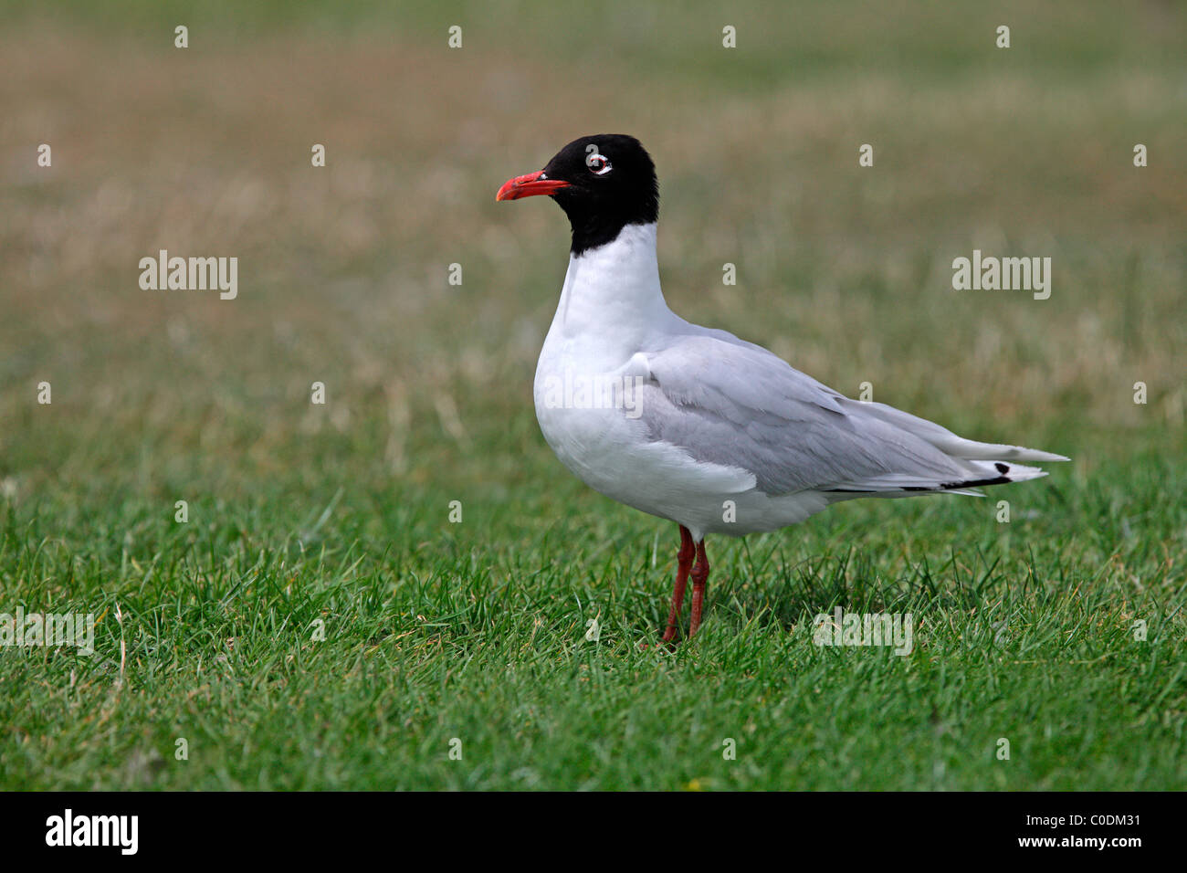 Mediterráneo (Larus melanocephalus) adulto 2Plumaje de verano, Anglesey, Norte de Gales, Reino Unido, julio de 2010 Foto de stock