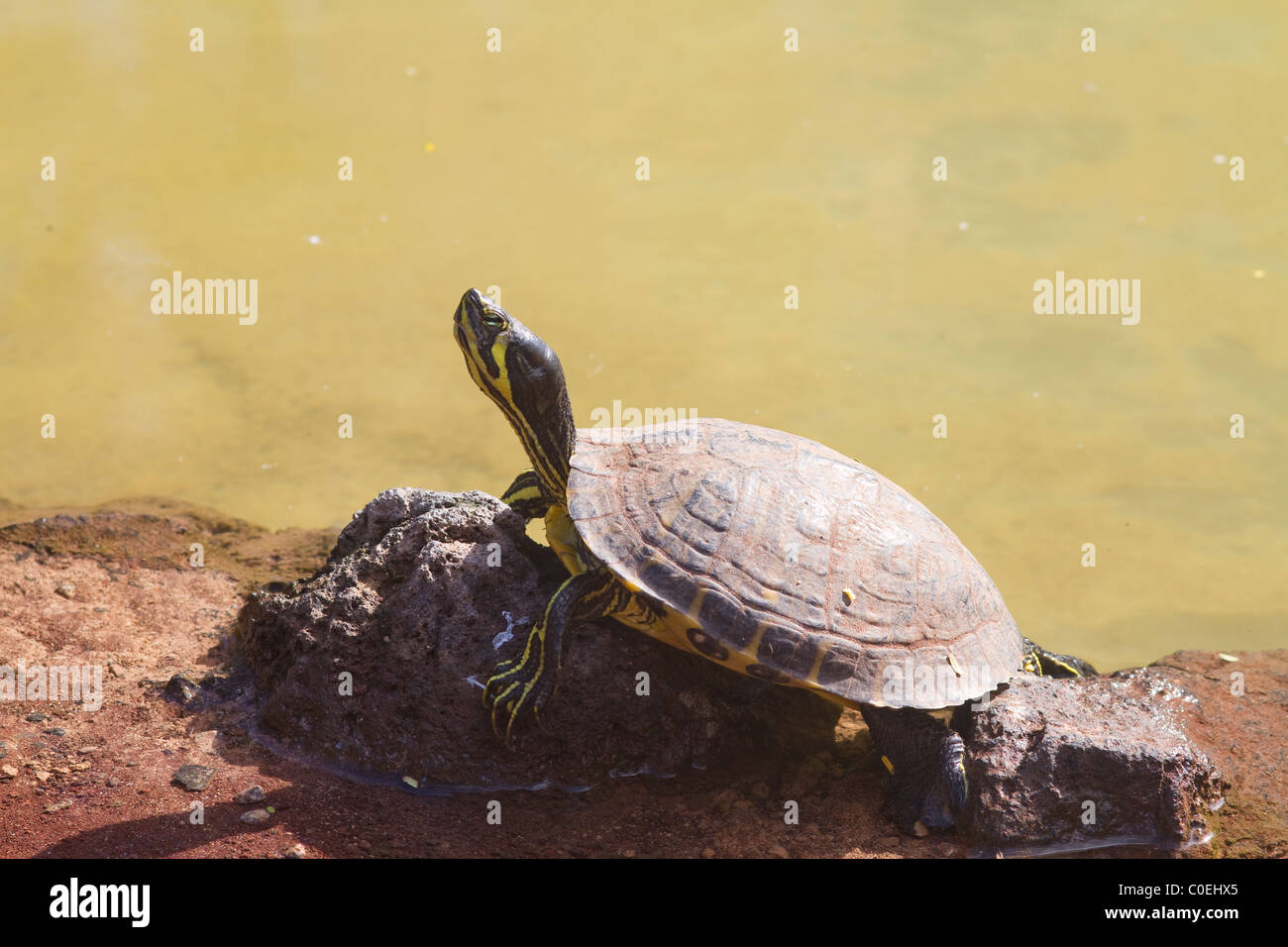 El galápago de reptiles acuáticos descansando sobre una roca Foto de stock