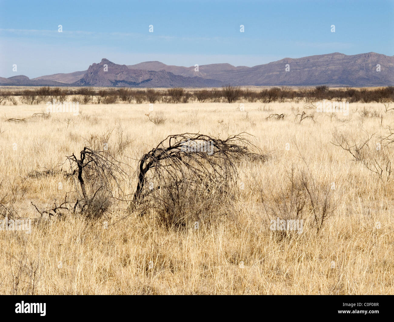 Paisaje con Iron Mountain cerca de Maratón, el oeste de Texas, situado en el extremo norte del desierto de Chihuahua. Foto de stock