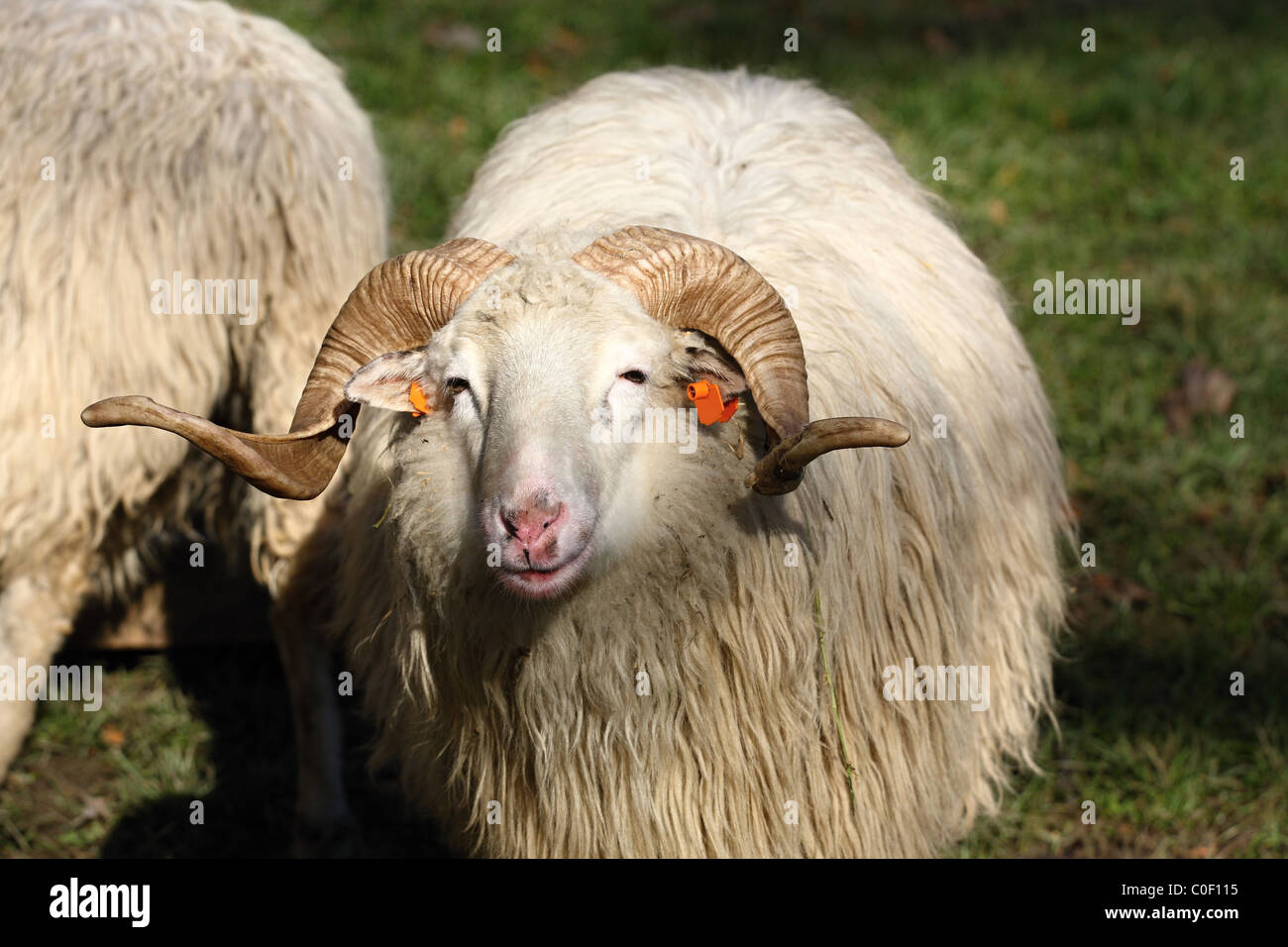 Ram antigua con grandes cuernos rizado Foto de stock