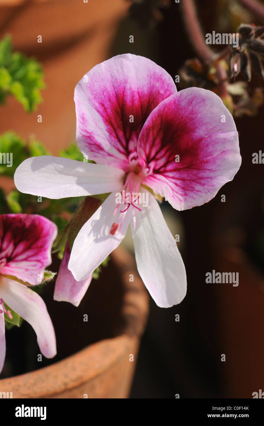 Perfumada Pelargonium 'Birdbush Miriam' Foto de stock