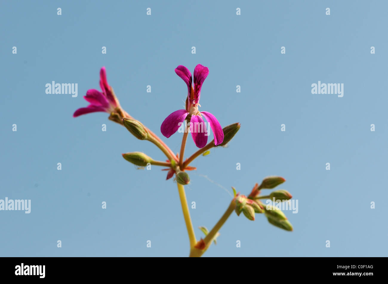 Perfumada Pelargonium flower 'deerwood probable lad' Foto de stock