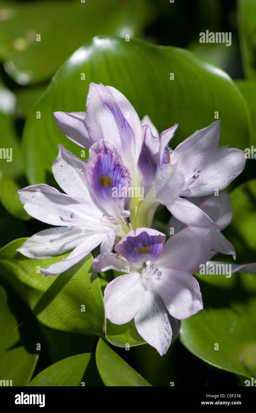 Común flor de jacinto de agua (Eichhornia crassipes Fotografía de stock -  Alamy