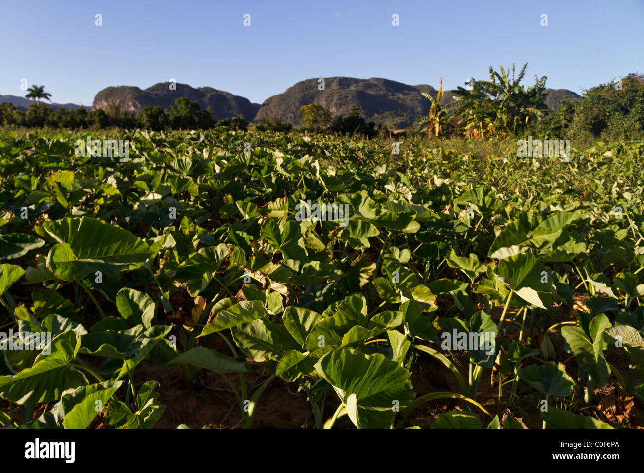 Los campos de tabaco en el Valle de Viñales, Cuba, provincia de Pinar del Rio, Foto de stock