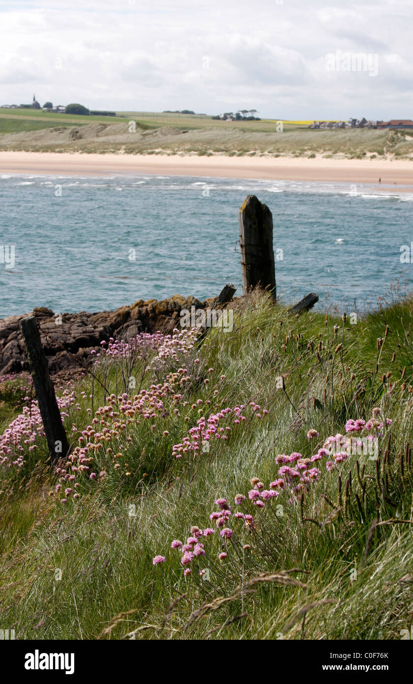 Vista de Cruden Bay desde detrás del puerto, aberdeenshire, Nordeste de Escocia Foto de stock