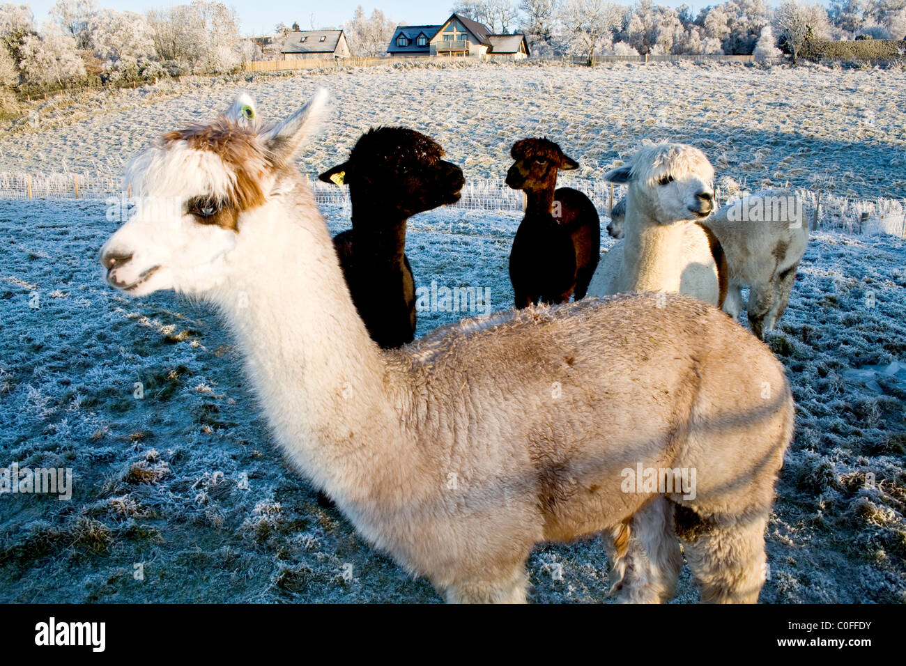 Cinco Alpacas sudamericanas de pie en un campo frosty en Escocia Foto de stock