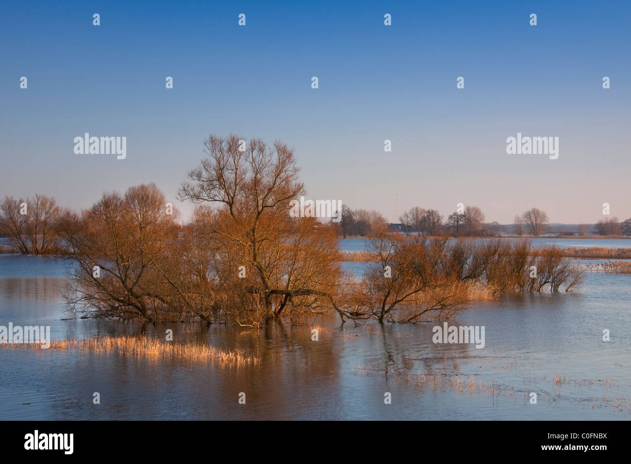 Praderas inundadas en el río Elba, Paisaje, Reserva de la Biosfera de Niedersachsen, Alemania Foto de stock