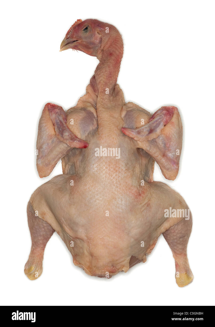 La cabeza de un pollo muerto y desplumados listos para ser cocinados recorte Foto de stock