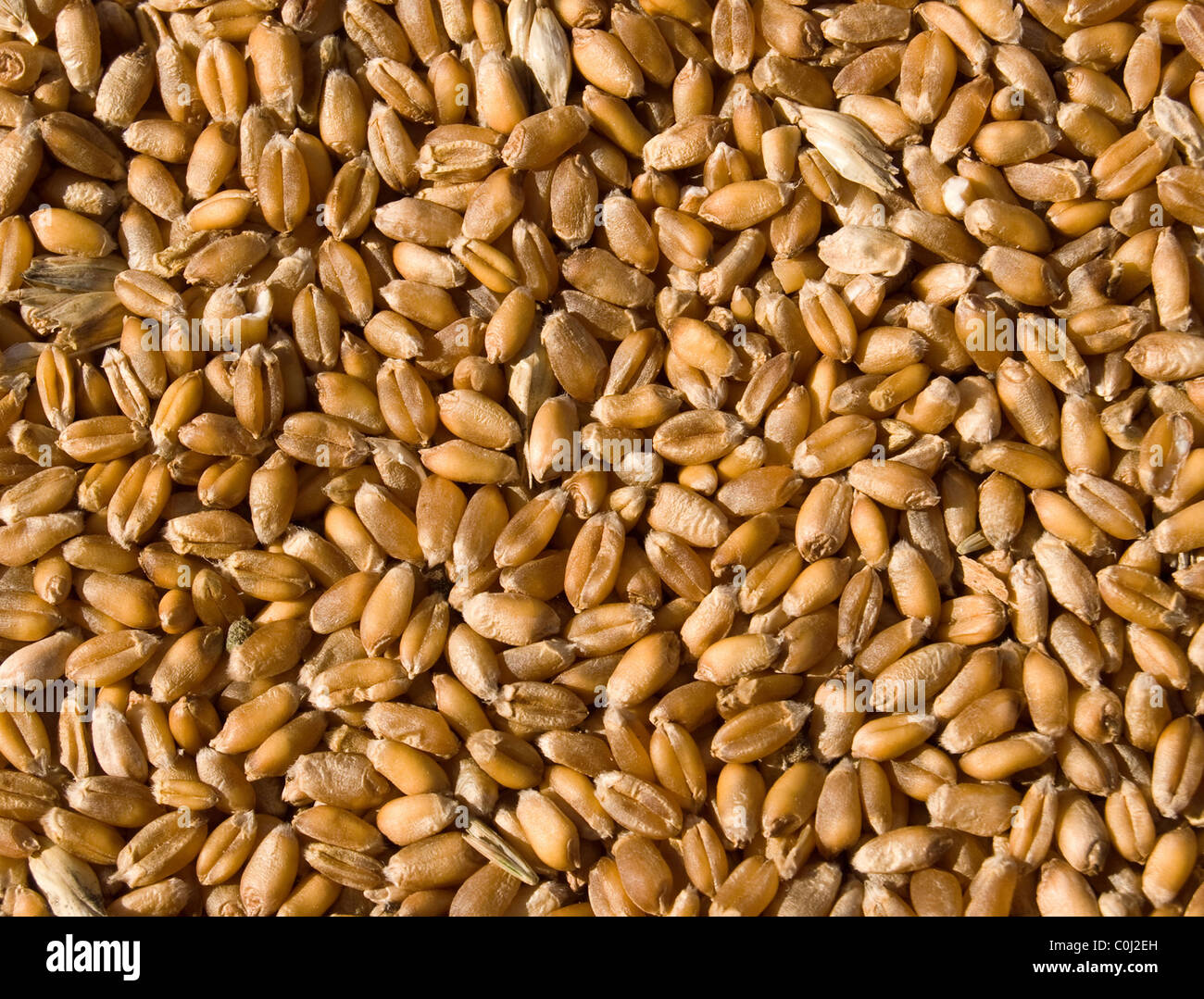 Granos de trigo orgánico fotografías e imágenes de alta resolución - Alamy