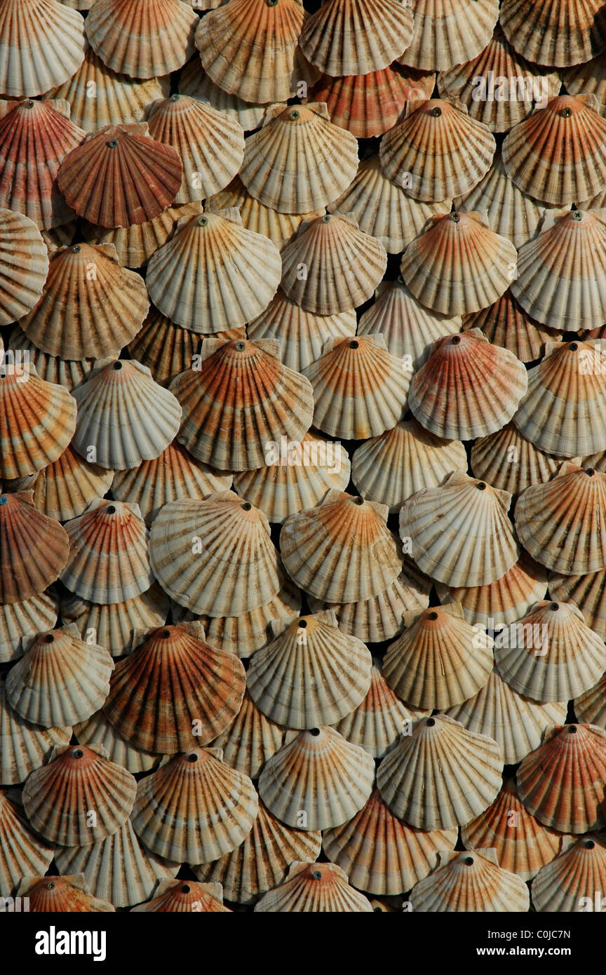 Conchas de mar Foto de stock