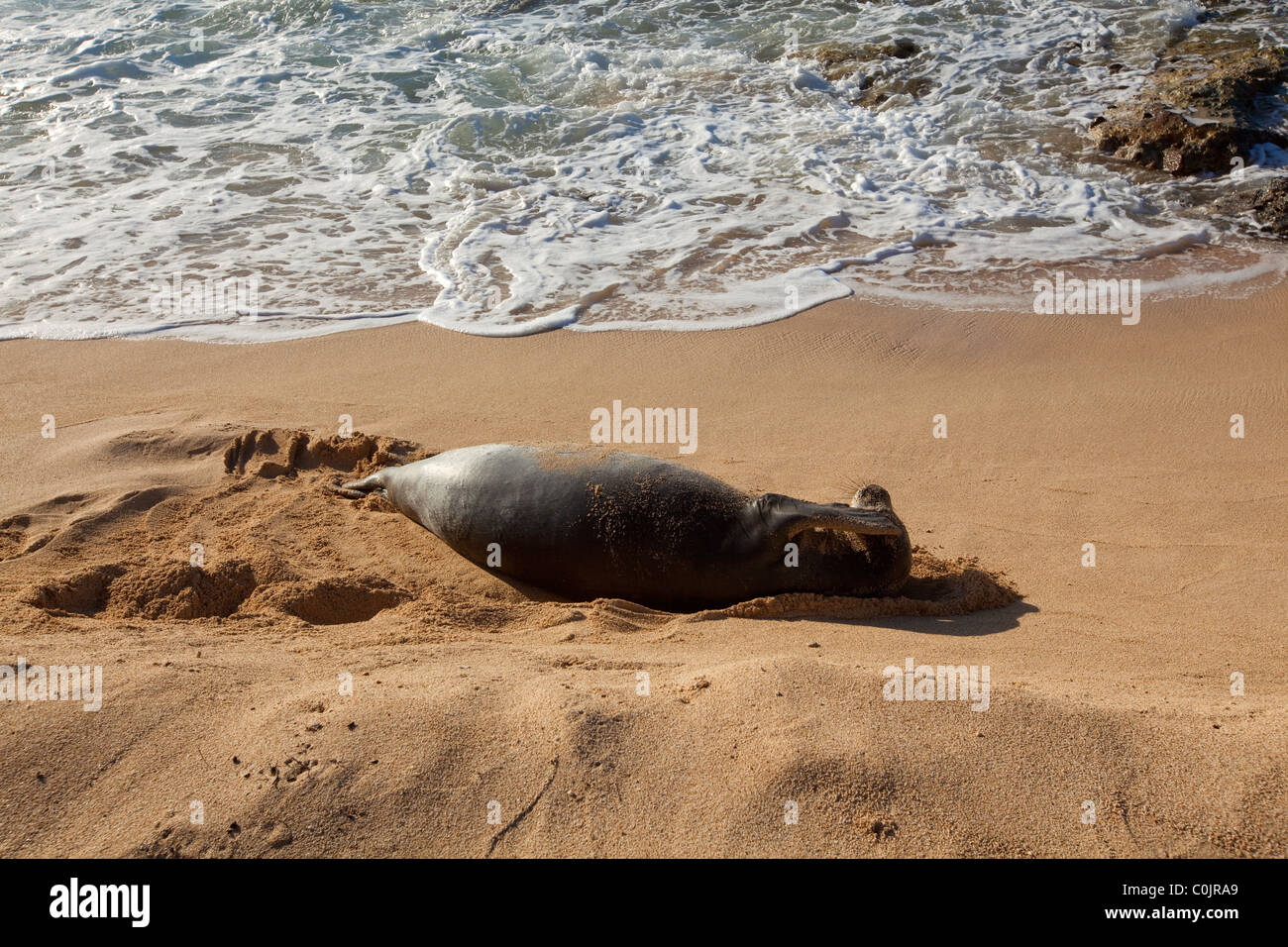 La foca monje hawaiana, Mauna Lahilahi Beach Park, Waianae, costa