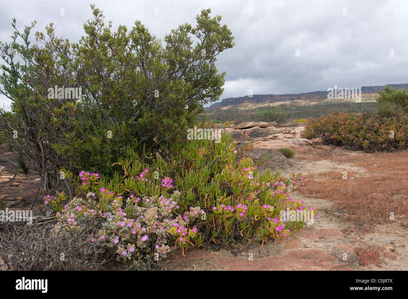 Reserva Natural de las montañas Cederberg, Reino Floral del Cabo, Sudáfrica Foto de stock