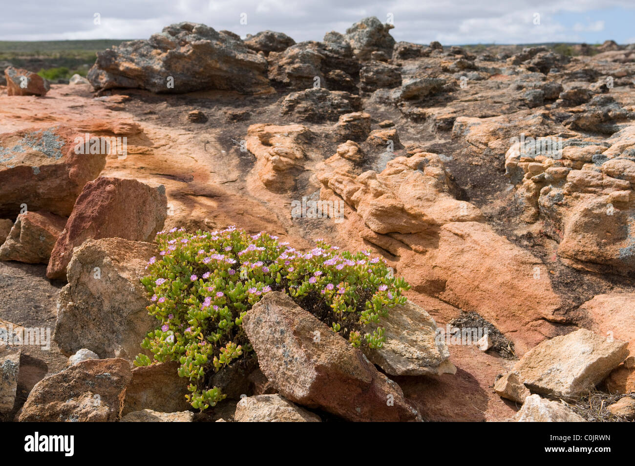 Las montañas Cederberg, Reino Floral del Cabo, Sudáfrica Foto de stock